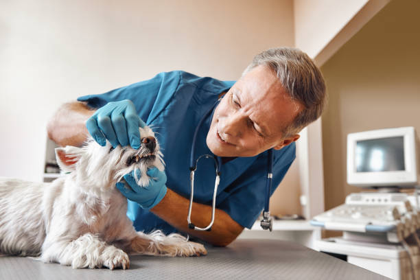 Best Emergency Denture Repair in Bawcomville, LA